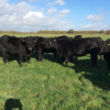 ABERDEEN ANGUS CATTLE - Gonçalves & Tortola S.A | GTFoods