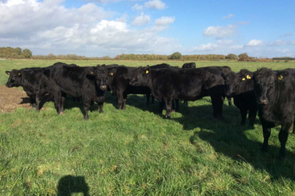 ABERDEEN ANGUS CATTLE - Gonçalves & Tortola S.A | GTFoods