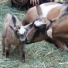 ALPINE DAIRY GOAT - Gonçalves & Tortola S.A | GTFoods
