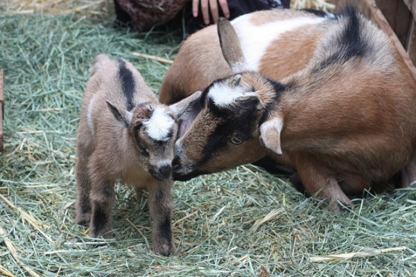 ALPINE DAIRY GOAT - Gonçalves & Tortola S.A | GTFoods