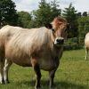 AUBRAC CATTLE - Gonçalves & Tortola S.A | GTFoods