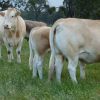 BLONDE D'AQUITAINE CATTLE - Gonçalves & Tortola S.A | GTFoods