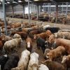 CATTLE FOR SLAUGHTERING - Gonçalves & Tortola S.A | GTFoods