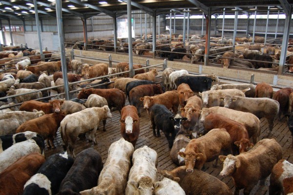CATTLE FOR SLAUGHTERING - Gonçalves & Tortola S.A | GTFoods