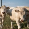 CHAROLAIS CATTLE - Gonçalves & Tortola S.A | GTFoods
