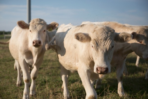 CHAROLAIS CATTLE - Gonçalves & Tortola S.A | GTFoods