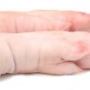Frozen Pork feet front and hind - Gonçalves & Tortola S.A | GTFoods