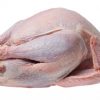 Frozen Whole Turkey - Gonçalves & Tortola S.A | GTFoods