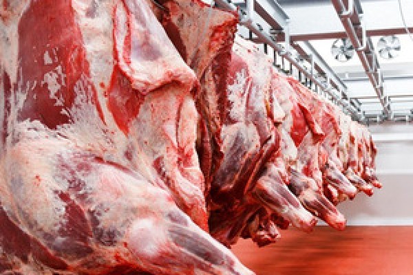 HALAL Fresh-Frozen Beef whole carcass - Gonçalves & Tortola S.A | GTFoods