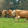 JERSEY DIARY CATTLE - Gonçalves & Tortola S.A | GTFoods
