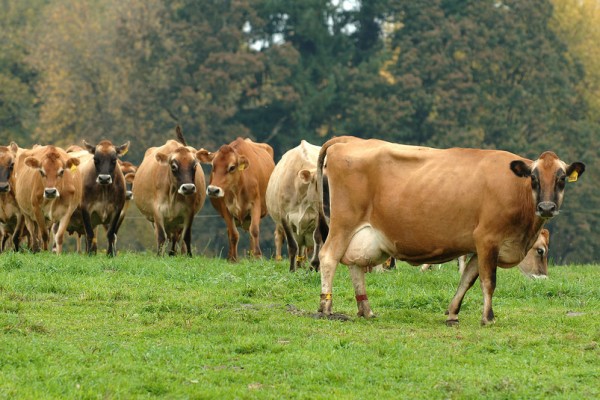 JERSEY DIARY CATTLE - Gonçalves & Tortola S.A | GTFoods