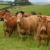 LIMOUSIN CATTLE - Gonçalves & Tortola S.A | GTFoods