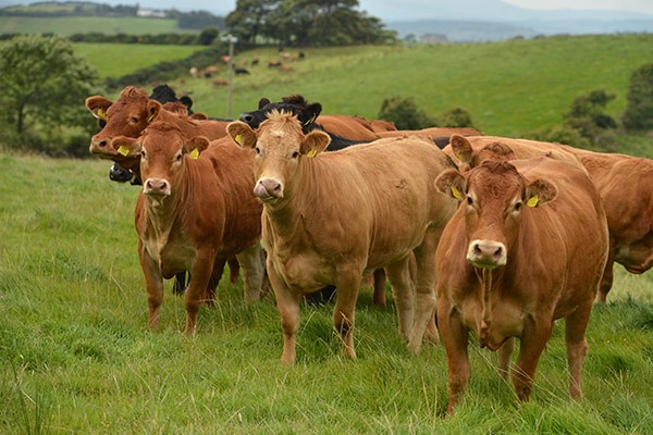 LIMOUSIN CATTLE - Gonçalves & Tortola S.A | GTFoods