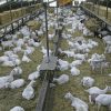 LIVE SAANEN GOATS - Gonçalves & Tortola S.A | GTFoods