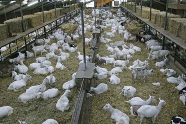 LIVE SAANEN GOATS - Gonçalves & Tortola S.A | GTFoods