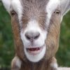 LIVE TOGGENBURG GOAT - Gonçalves & Tortola S.A | GTFoods