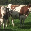 MONTBÉLIARDE CATTLE - Gonçalves & Tortola S.A | GTFoods