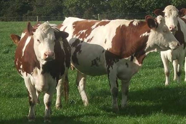 MONTBÉLIARDE CATTLE - Gonçalves & Tortola S.A | GTFoods