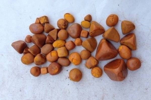 Ox Cow Gallstones - Gonçalves & Tortola S.A | GTFoods