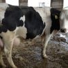 PREGNANT HOLSTEIN HEIFERS AND OTHER DIARY CATTLE - Gonçalves & Tortola S.A | GTFoods