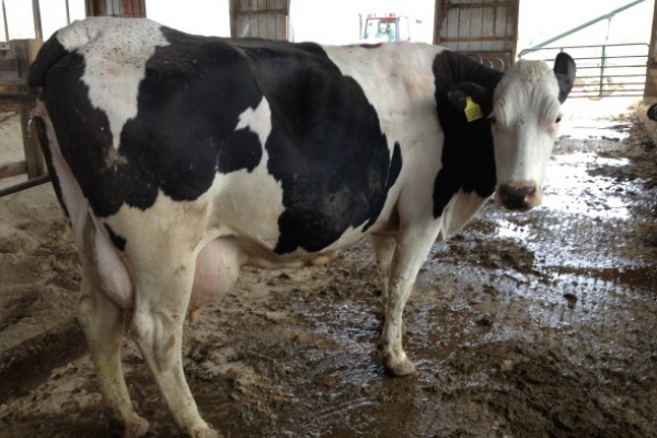PREGNANT HOLSTEIN HEIFERS AND OTHER DIARY CATTLE - Gonçalves & Tortola S.A | GTFoods