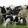 PRIM’HOLSTEIN CATTLE - Gonçalves & Tortola S.A | GTFoods
