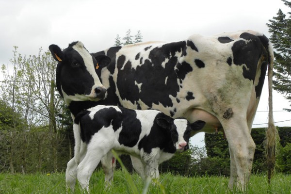 PRIM’HOLSTEIN CATTLE - Gonçalves & Tortola S.A | GTFoods