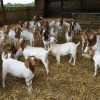 PURE BREED BOER GOAT - Gonçalves & Tortola S.A | GTFoods