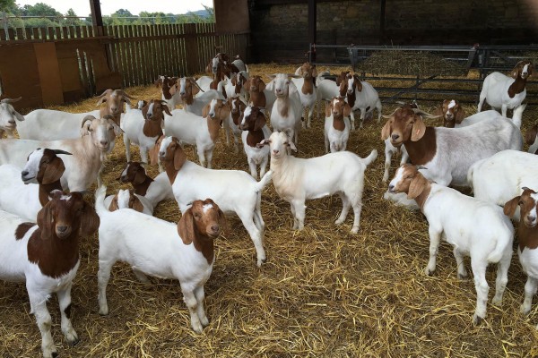 PURE BREED BOER GOAT - Gonçalves & Tortola S.A | GTFoods
