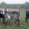 PURE NUBIAN DAIRY GOATS - Gonçalves & Tortola S.A | GTFoods
