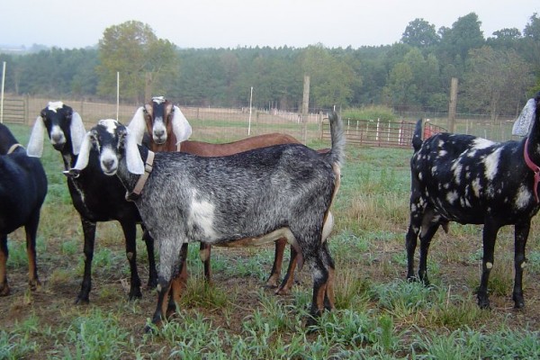 PURE NUBIAN DAIRY GOATS - Gonçalves & Tortola S.A | GTFoods