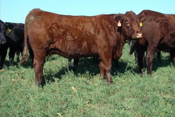 SALERS CATTLE - Gonçalves & Tortola S.A | GTFoods