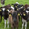 WEANED CALVES - Gonçalves & Tortola S.A | GTFoods