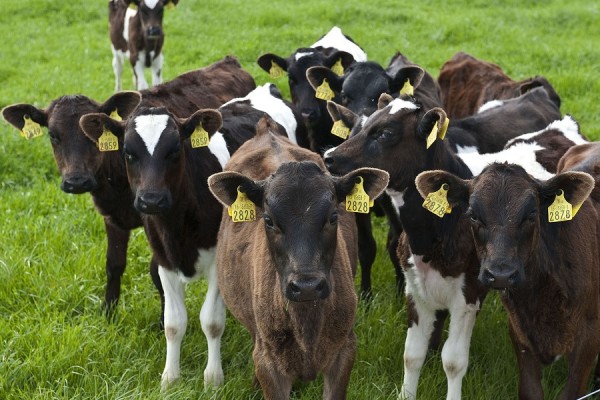 WEANED CALVES - Gonçalves & Tortola S.A | GTFoods
