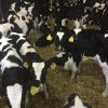 WEANER CALVES - Gonçalves & Tortola S.A | GTFoods