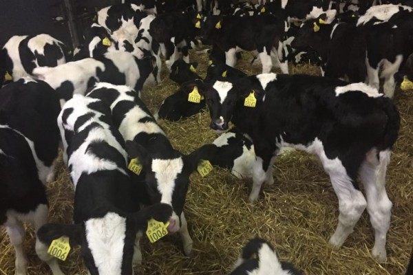 WEANER CALVES - Gonçalves & Tortola S.A | GTFoods